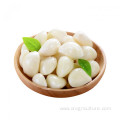 Price of Chinese Preserving Peeled Garlic